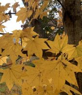 写真：黄葉した葉（11月上旬）