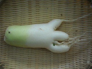 DSCN6651.jpg