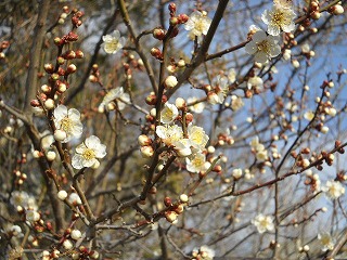 DSCN7503.jpg